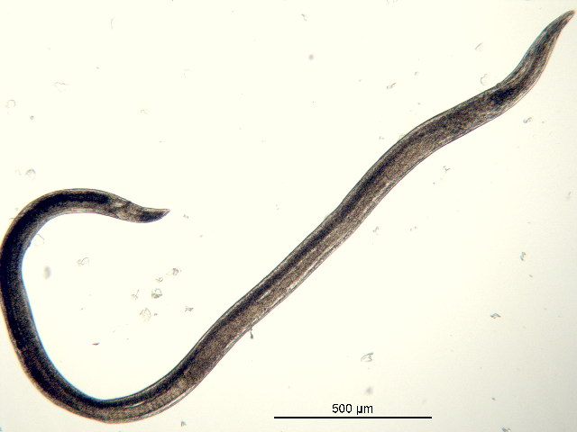 Представитель Семейства Rhabdodemaniidae